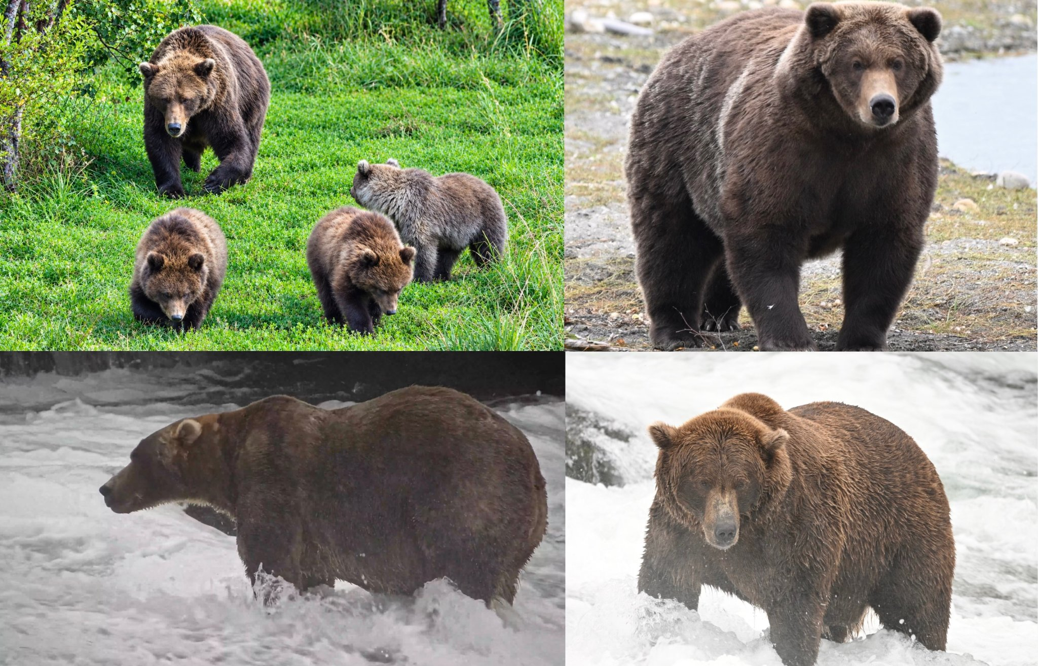Fat Bear Week 2026: Chunk’s Shock Exit, Mama Bears Dominate, and the Final Four Is Set Fat Bear Week 2026: Chunk’s Shock Exit, Mama Bears Dominate, and the Final Four Is Set